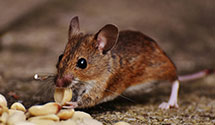 24 Hour & Emergency Exterminators in Wagon Mound, NM